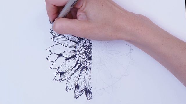 Gerbera flower Contour vs color смотреть онлайн