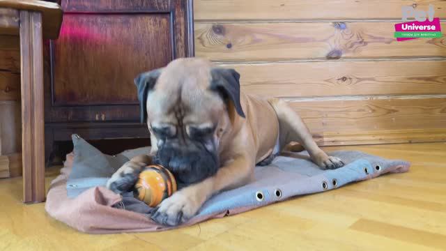 PU3047Y Игрушка для собак Pet Universe рельефный мячик с пищалкой пятнистый, 9,2 смотреть онлайн