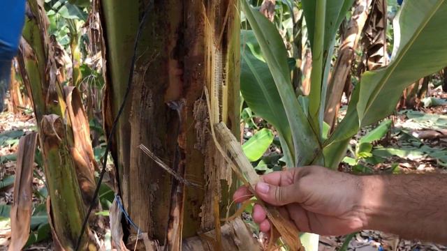 Как выращивают бананы смотреть онлайн