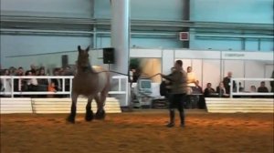 Бельгийский тяжеловоз. Иппосфера 2014.