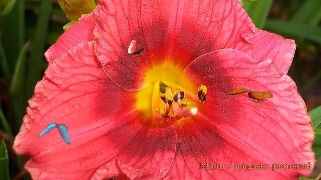 Лилейник гибридный Силоам Джим Купер ? обзор: как сажать, луковицы лилейника Силоам Джим Купер смотреть онлайн