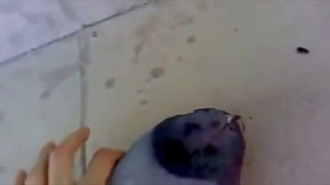 Голубь чётенько сдох! | Культурный перевод без матов