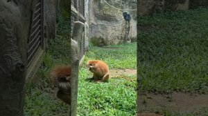 Зоопарк Bali zoo. Цена на билет в зоопарк и что в него входит? Куда сходить на Бали