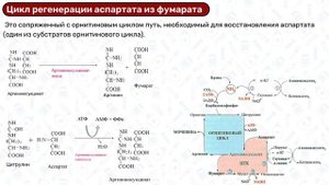 Орнитиновый цикл БИОХИМИЯ: цикл мочевины, обезвреживание аммиака