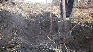 Пересадка ореха весной