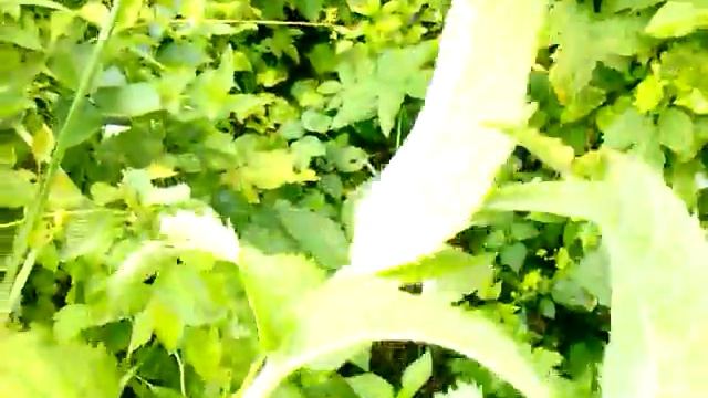 Мята трава для чая-мята как растет
