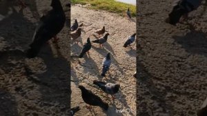 "Сорвутся голуби" Владимир Ждамиров. Тюмень, август, 2023 год.