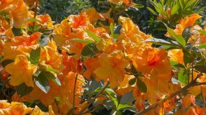 Июнь в Саду 21 июня 2023 часть 4