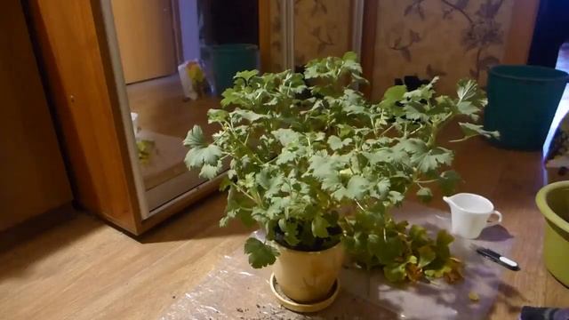 Пересадка и подготовка королевской пеларгонии (герани) к обрезке - залог будущего пышного цветения смотреть онлайн