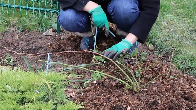 Укрытие роз на зиму. Практическое пособие.