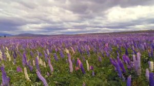 табиат манзаралари ва сокин мусика.природы и расслабляющая музыка.landscapes of nature and relaxing