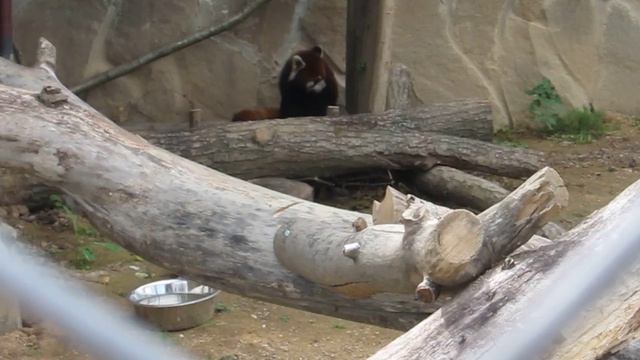 Красная панда. Экзотик Парк, Калужское шоссе, Москва смотреть онлайн