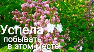 СИРЕНЕВЫЙ САД В МОСКВЕ. УСПЕЙТЕ ПОБЫВАТЬ.
