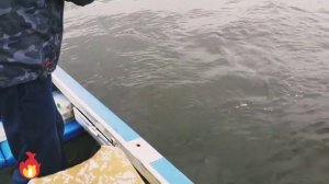 Щука 5 кг. Вываживание.