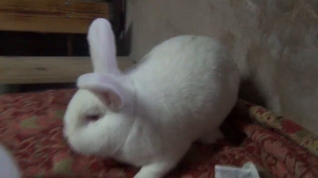 Ушной клещ у кроликов!! Самый простой и доступный способ лечения!! Помогает 100%!! смотреть онлайн