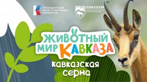 Животный мир Кавказа - Кавказская серна