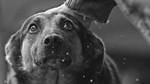 До слез! Альфа. Рассказ о преданной собаки! Самая грустная история