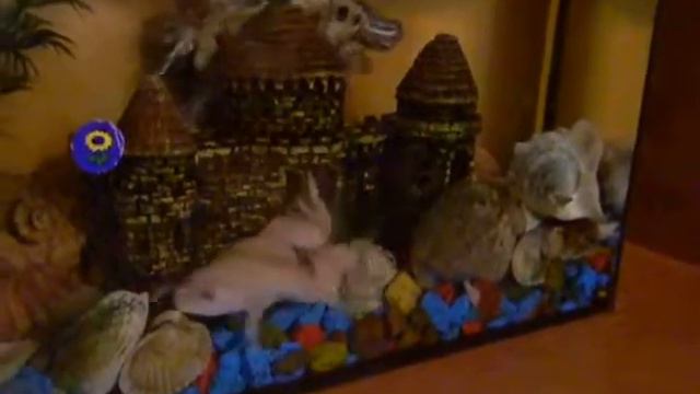 Черепаха vs Лягушка ч2 смотреть онлайн