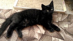 Черные сибирские котята - кошечка из питомника