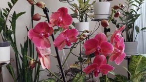 Phalaenopsis Raoul / Mirach Сравним две похожие орхидеи