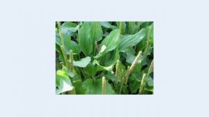 Коричневые пятна на теле выводим народными способами.