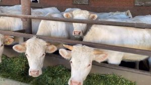 у деда на ферме кормлю быков породы шароле lifesofiya влог