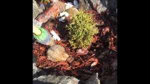 Влагозарядковый полив для туй осенью!