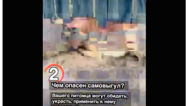 Принят закон запрещающий самовыгул домашних животных! смотреть онлайн