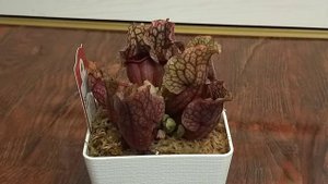 Растение или хищник? Новый питомец - сарацения. Как охотится, уход и т.д.