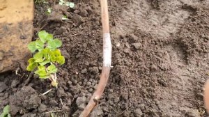 Окулировка на пробуждение весной. Результат прививки 2022 года.