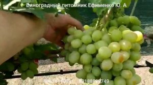 виноград Взлёт