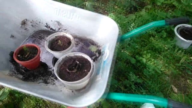 Выращивание кедра корейского 2018 смотреть онлайн