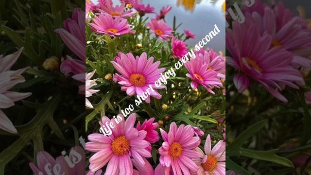 missing existence, pink  blossoms ? ? WhatsApp status??????????????