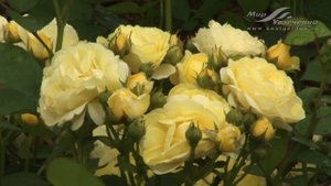 Роза Голден Бордер (Golden Border)