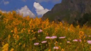 SCP 001  и мир оделся в красоту...