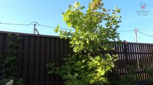 Тюльпанное дерево или лириодендрон тюльпанный