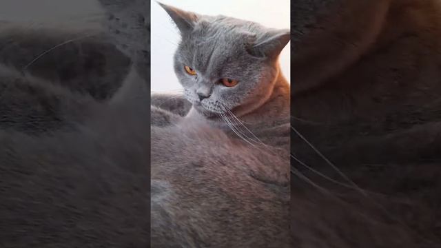 ХАРАКТЕРИСТИКИ ШОТЛАНДСКОЙ/БРИТАНСКОЙ КОШКИ смотреть онлайн