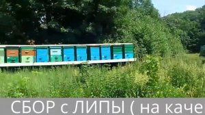 СБОР с ЛИПЫ ( на качевке )