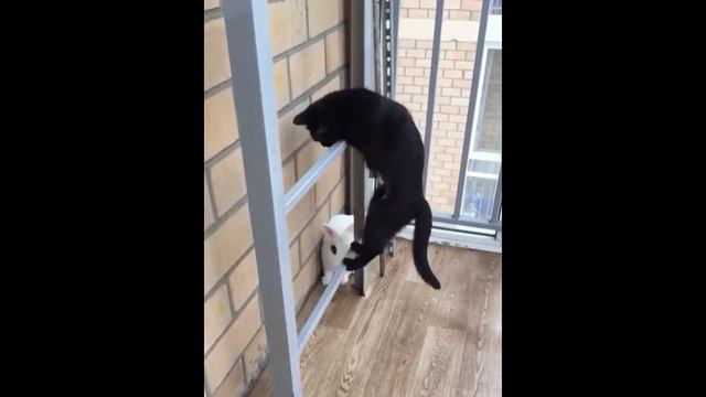 Кролик VS Кошка смотреть онлайн