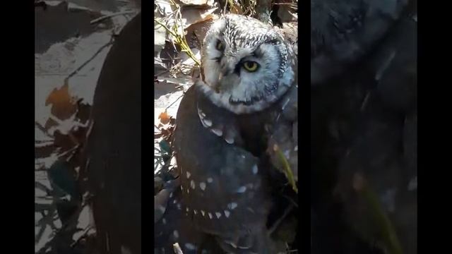 Сыч в лесу, дремлет смотреть онлайн