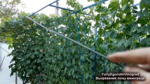 ? Что КАТЕГОРИЧЕСКИ НЕ НУЖНО ДЕЛАТЬ для ВЫЗРЕВАНИЯ ЛОЗЫ ВИНОГРАДА! Как УСКОРИТЬ ВЫЗРЕВАНИЕ ВИНОГРАД