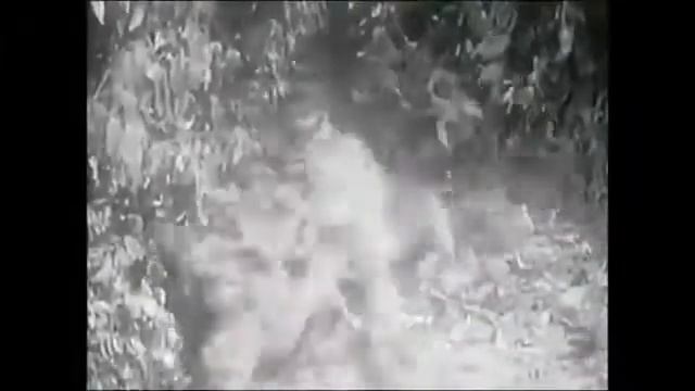 СУМАТРАНСКИЙ ТИГР VS АЗИАТСКИЙ ЛЕВ смотреть онлайн