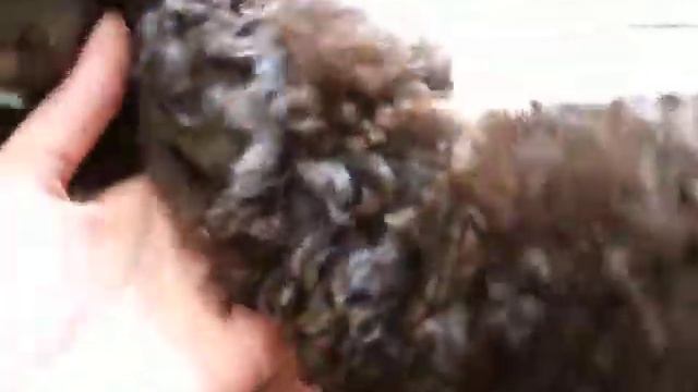 Toy poodle puppies / Caniche toy chiots / Щенки той пуделя