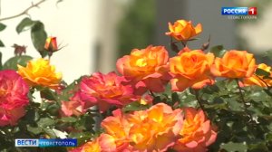 Инициативные севастопольцы выращивают цветы во дворах многоквартирных домов