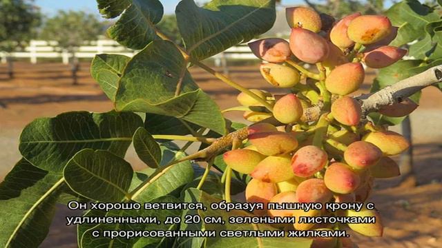 Что мы знаем о фисташковом дереве и как оно растет