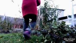 Смертельно опасно!!! Бактериальный рак роз! Убираем Розанну.