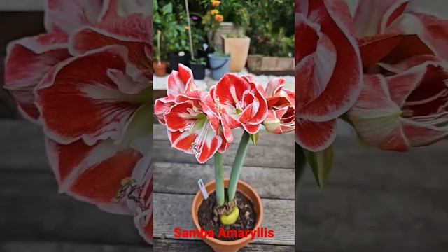 Samba Amaryllis