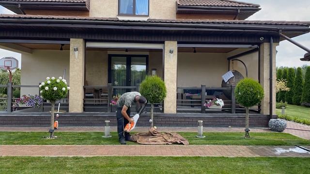 Чупа-чупс туя штамбовая [Минск, Беларусь] смотреть онлайн