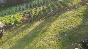 Окучник двухрядный, переделка на самодельный минитрактор