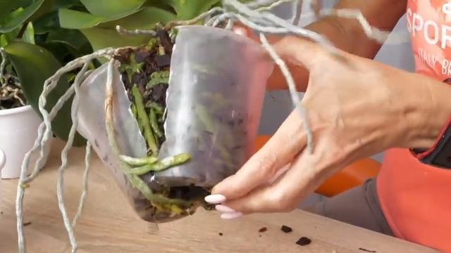 СЛОЖНО но ВОЗМОЖНО. Групповая посадка орхидей. смотреть онлайн